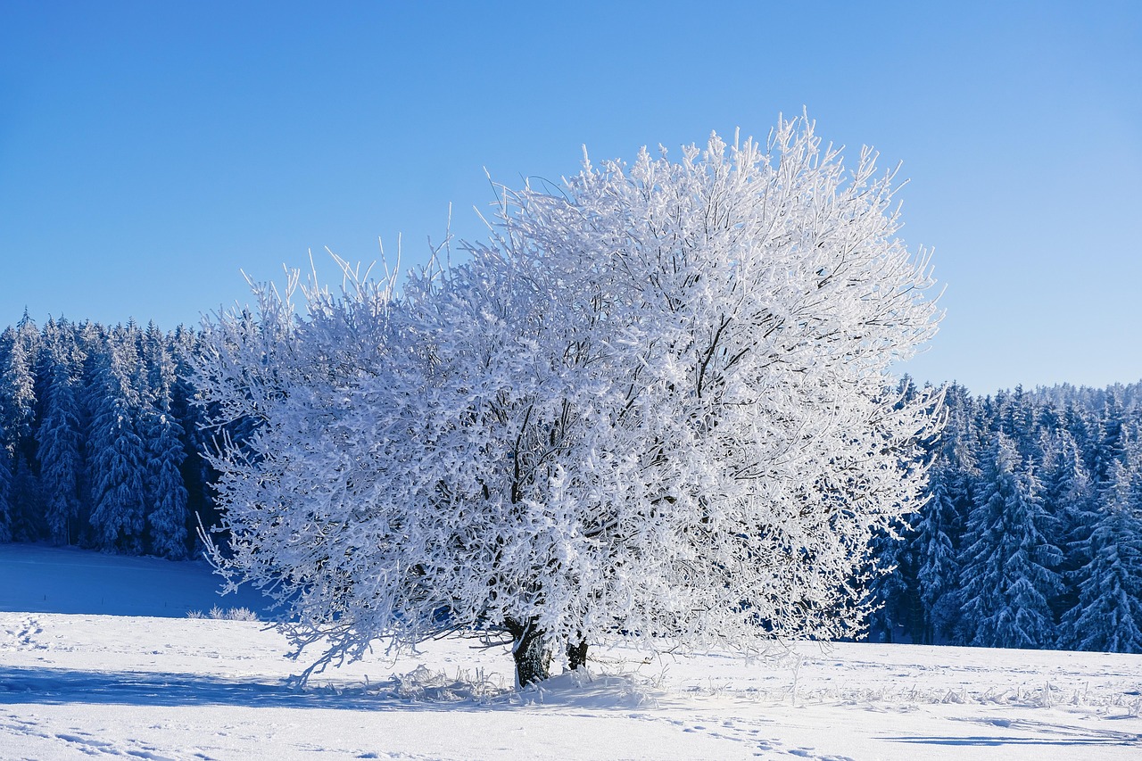 A tree standing alone in the center, full of frost and snow in a winter forest. Photo by: @nickype at Pixabay